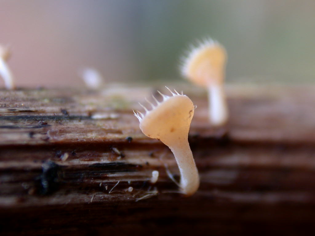 Funghi ... in miniature